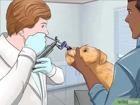 Image intitulée Remove a "Foxtail" from a Dog's Nose Step 10